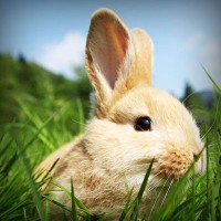 /album/tiogratorec/photolia-a03-jpg/